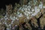 Margrietje - Actinothoe sphyrodeta - Sandalled anemone
