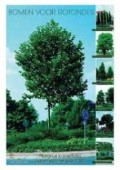 Met  de boom van het jaar 2002: Platanus x acerifolia