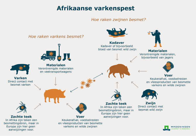 Zo kunnen varkens en wilde zwijnen besmet raken met Afrikaanse varkenspest. Lees hieronder verder voor de uitleg.
