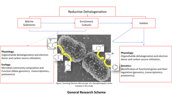 Exploration of reductive dehalogenation in marine environments