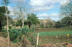 Urban Vegetables (VEG)