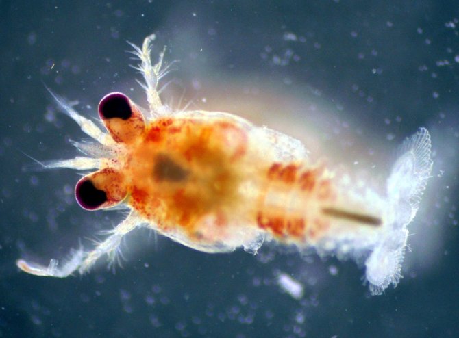 Squat lobster (Galathea intermedia) larvae are amongst fauna found to associate with North Sea sponges.