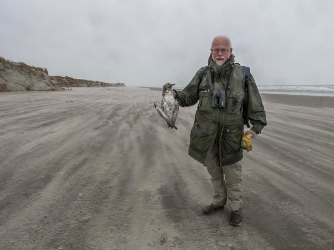 4. Tussen het stuivende zand kwamen de verse kadavers van drie Noordse Stormvogels en twee Zeekoeten te voorschijn. Ze zijn allemaal verzameld voor later onderzoek.