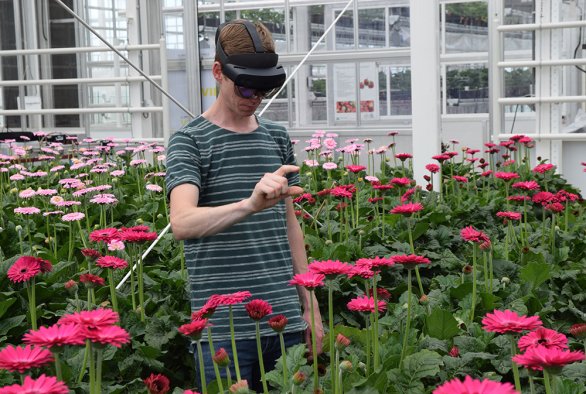 AR glasses tell if gerbera can be harvested