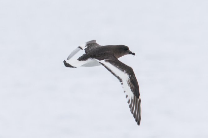 The Antarctic Petrel always stays close to the sea ice and breeds on mountain peaks sticking out of the polar ice cap at great distances from sea.
