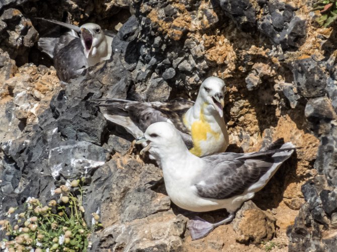 The fouled fulmar on this photo had probably been spat on by its angry neighbour to the left in a dispute over partner or the nest-site