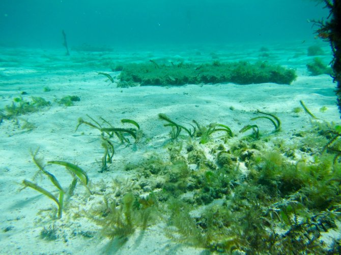 After several months, clonal growth was visible in the seagrass, not just within the structure but beyond it too. Credit: Marjolijn Christianen