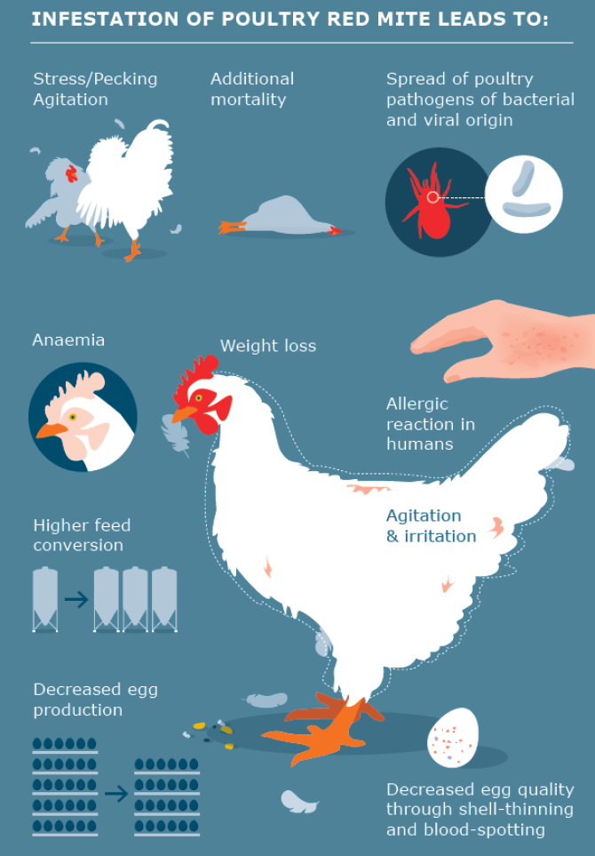 Illustratie: De effecten van een vogelmijtenplaag (Wageningen Livestock Research).