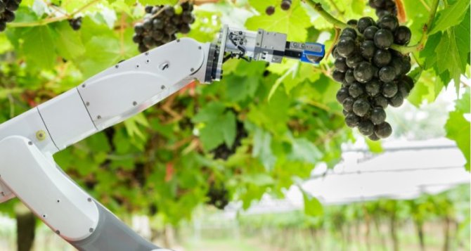 A robot is independently harvesting grapes (Image: Shutterstock)