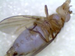 Een geïnfecteerde fruitvlieg die zich niet meer kan verdedigen tegen het iridovirus, herkenbaar aan het iridiserende achterlijf