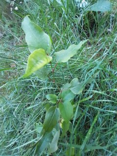 Fallopia × conollyana in wegberm N310 (© De Groene Ruimte)