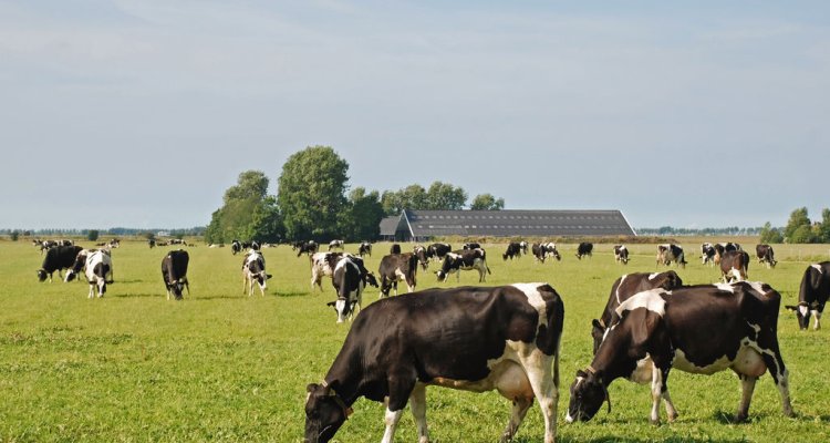 Kennis over beweiding voor jonge boeren