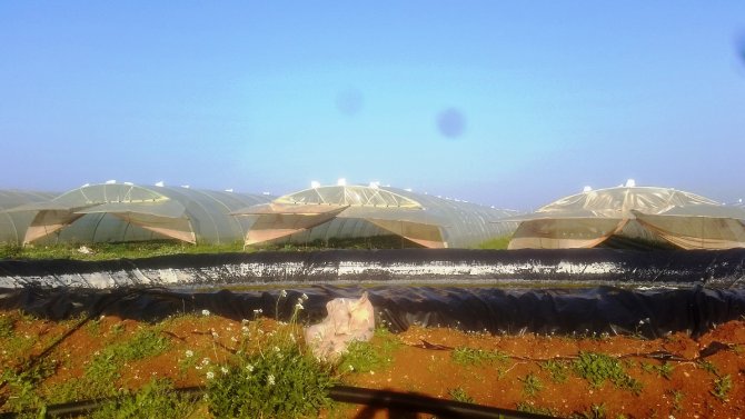 Protected horticulture for Syrian refugees in Jordan