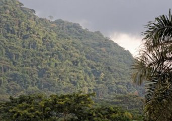 Tropical forest in Cameroon - photo Peter Groenendijk