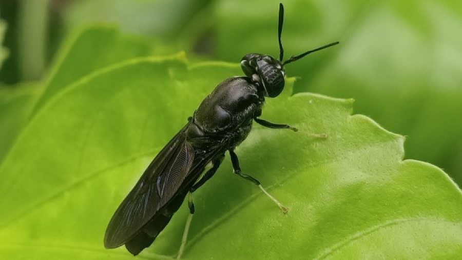 mosca soldado negro