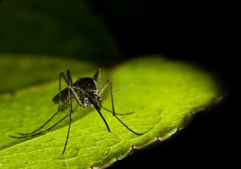 West Nile virus mosquito