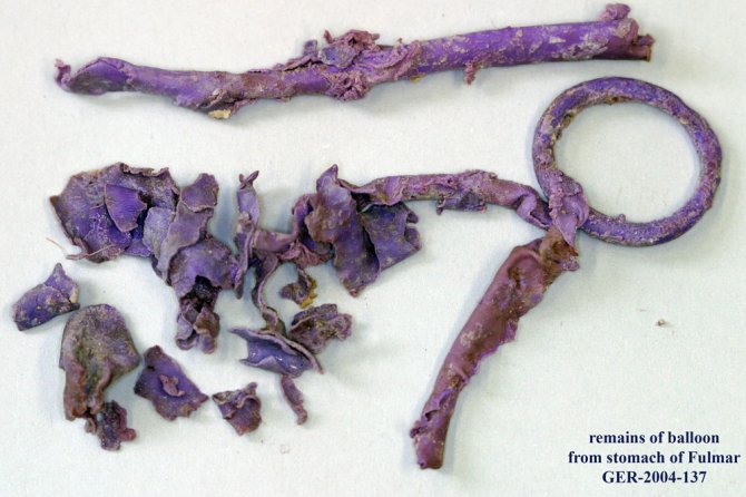 Balloon remains from a fulmar stomach