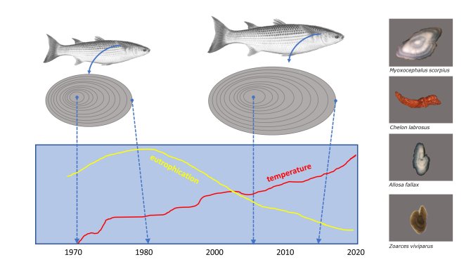 Figuur 1: Groei vier soorten standvis in twee perioden van tien jaar, afgezet tegen mate van eutrofiërings en watertemperatuur. Credits: Wageningen Marine Research