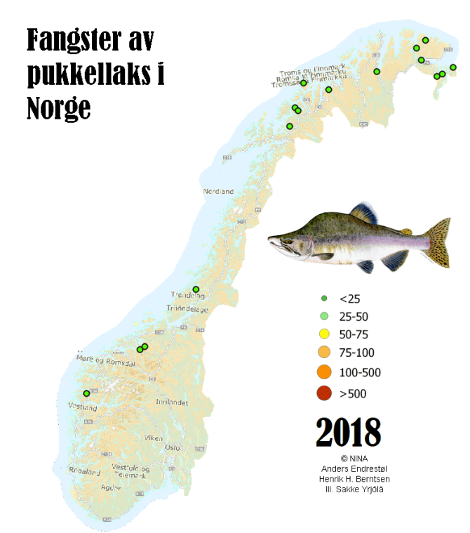 Toename van het aantal gevangen bultrugzalmen in Noorwegen in 2018