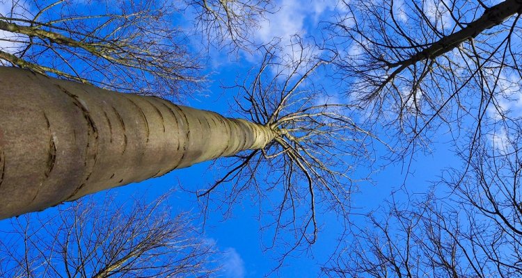 Rassenlijst Bomen CGN WUR