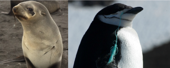 Photo 3: Left photo: Antarctic fur seal female entangled in a nylon fishing rope (photo: Piet-Wim van Leeuwen). Right photo: Chinstrap penguin with half ingested rope (photo: Wiley Archibald)