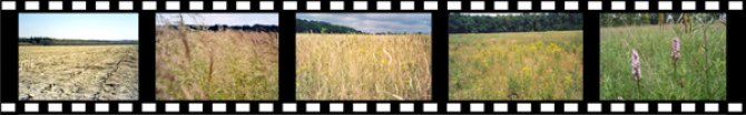 Chronosequence of ex-arable fields from 1-35 years after land abandonment Photo by Paul Kardol