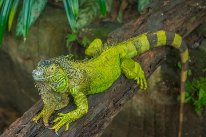 De invasieve uitheemse Groene leguaan (Iguana iguana).