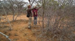 Plucking leaves samples for lab nutrients analyses