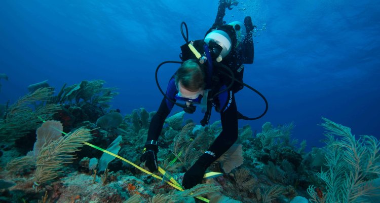 Marine nature and biodiversity