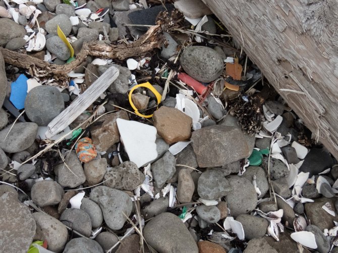 Icelandic beach with various small marine litter items (Photo: Jan van Franeker).