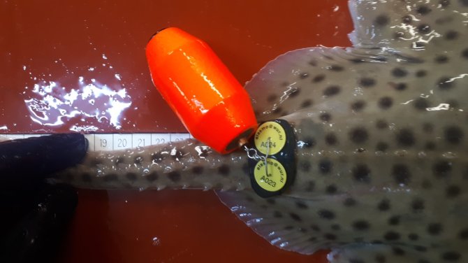 Figure 2. Photo of Spotted Ray with Data Storage Tag. The tag is colored orange and has a white label with the contact details of Wageningen Marine Research. Photo’s: Pieke Molenaar.