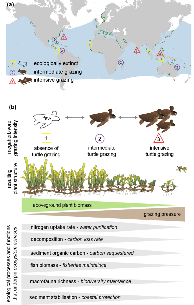 Figuur 2: In tropische ecosystemen met zeegras, waar groene schildpadden als mega-herbivoor voorkomen, worden wereldwijd drie niveaus aan graasintensiteit waargenomen (a). Na eeuwenlange achteruitgang ontvouwt de ecologische rol van de schildpad zich snel in talrijke foerageergebieden waar populaties zich door natuurbescherming herstellen. Hier wordt een toename van het aantal overbegrazingen geregistreerd. Onderzoekers hebben met veldexperimenten de effecten beoordeeld van gesimuleerde graasintensiteit (op verschillende niveaus) op de functies van ecosysteemfuncties, en op multifunctionaliteit (b). Deze experimenten vonden gedurende 18 maanden plaats in een tropisch zeegras-ecosysteem in het Caribisch gebied. 