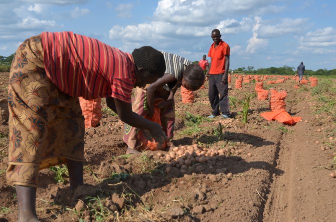 Due to the level of investment requred, it seems a better option for farmers in East Africa to improve the selection of their own seed potatoes