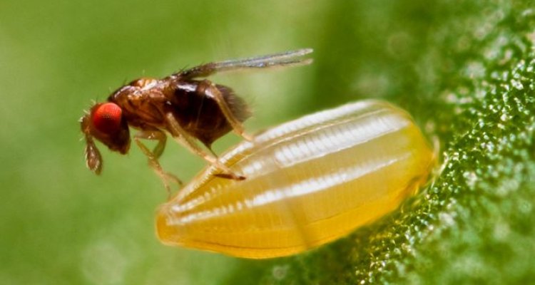 Biological control of pest insects using genetic knowledge
