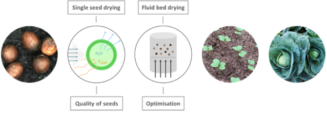 Schematic process of cabbage production from seed to plant and focus points of research.