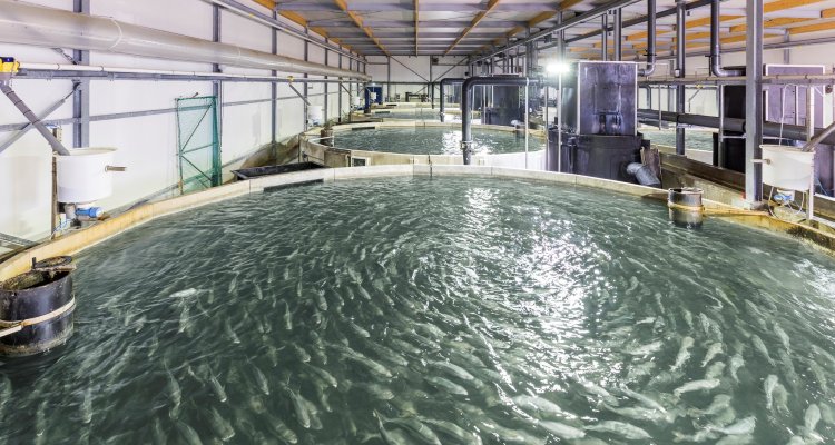 Recirculating Aquaculture Systems (RAS)