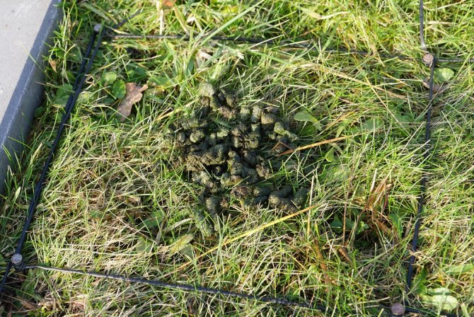 Testlocatie: wilde eenden- en smientenmest op grasland