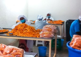 Les femmes à Korhogo préparent les mangues séchées pour l’exportation - Photo: Tuo Nahoua