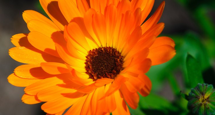 calendula bloem kruiden en diergezondheid