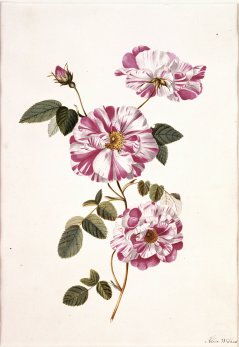 Rosa gallica L. 'Versicolor'