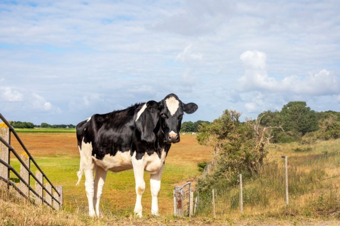 Een koe in de duinen van Schiermonnikoog. Foto: Shutterstock.