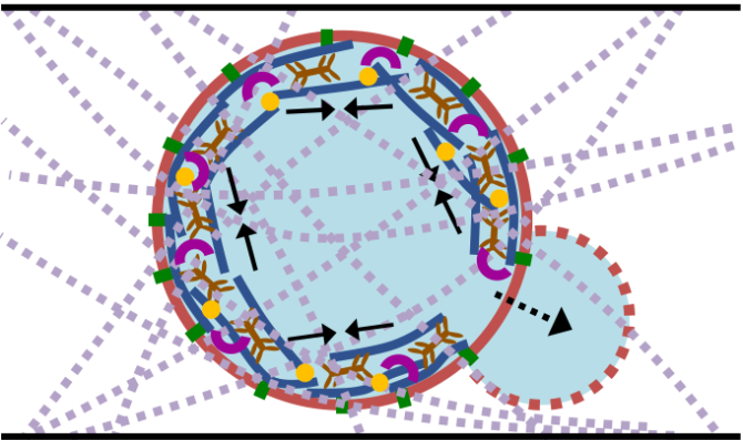 Cytoskeleton-induced liposome morphogenesis