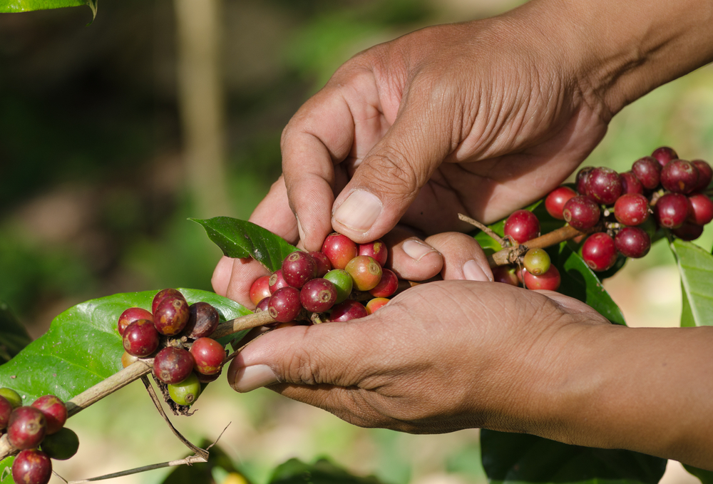 How to ensure coffee, cocoa, cotton and tea farmers to earn a living income?  