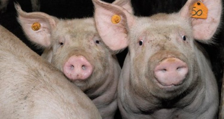 Belangrijke vragen over Afrikaanse varkenspest (AVP)