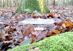 Acorn seed trap, used to study seed survival, germination, and seedling establishment with or without help from rodents (© Suselbeek)
