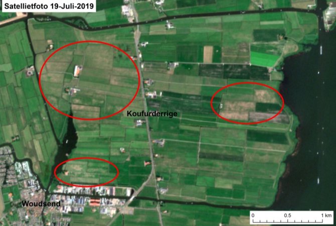 Satellietfoto van Koufurderrige met daarop met rood gemarkeerd de percelen met muizenschade, te zien als licht vlekken in het groene grasland.