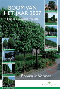 Met de boom van het jaar 2007: Tilia x europaea 'Pallida'