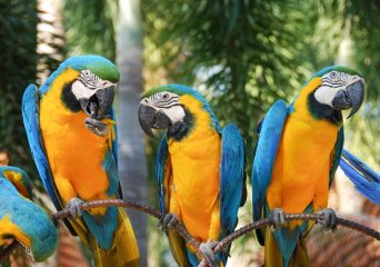 Psittacose of papegaaienziekte bij vogels