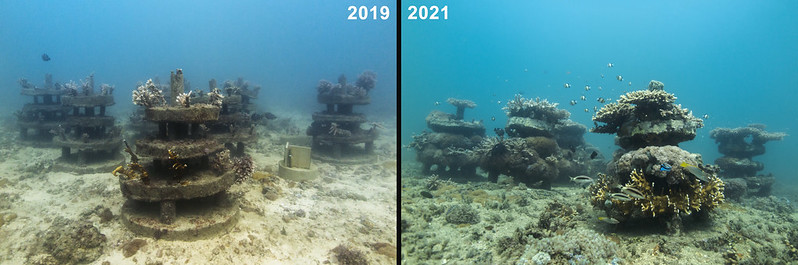 artificial_reefs_concrete_structures_ewout-knoester_1.jpg