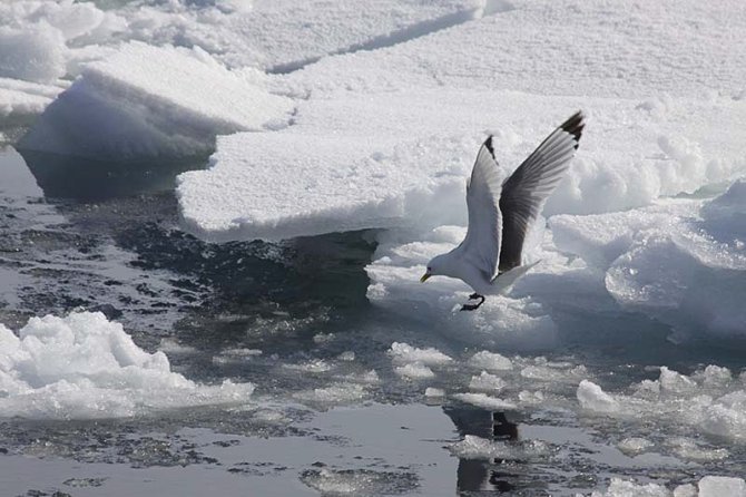 Foto 3: Een Drieteenmeeuw (Rissa tridactyla) speurt tussen de ijsschotsen naar voedsel (© Giulia Castellani).